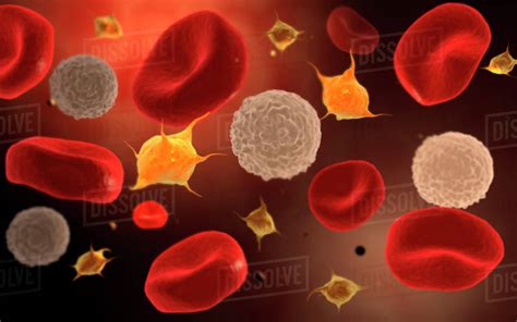Conceptual Image Of Platelets With White Blood Cells And Red Blood