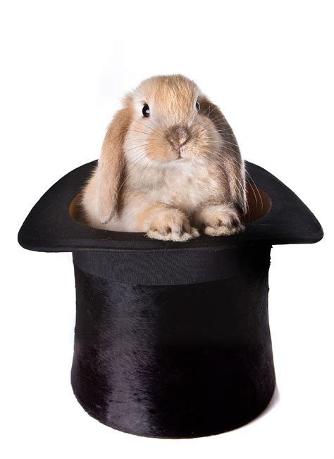 Associate professor jamie pomeranz explains how he used top hat's four products—textbook. How does a Rabbit Come out of a Top Hat? : Philosophy in a ...