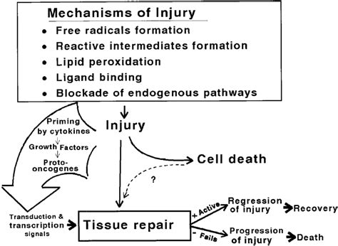 Mechanisms Of Injury And Toxic Outcome Once Inside The Body Chemicals