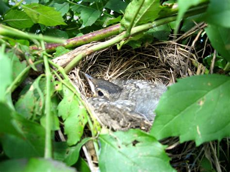 Baby Robin In Nest Shutterbug