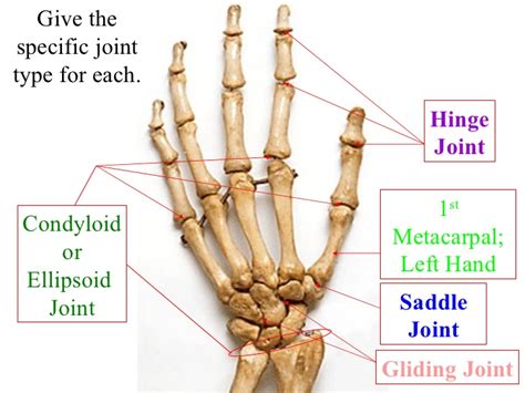 What type of joint is the thumb? | Socratic