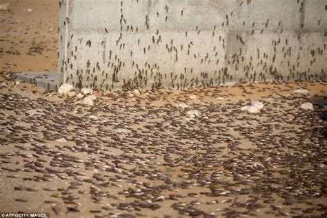 Locust Swarm Hits Israel As Millions Of Insects Cross Border From Egypt