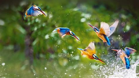 47 Bing Birds Wallpaper On Wallpapersafari