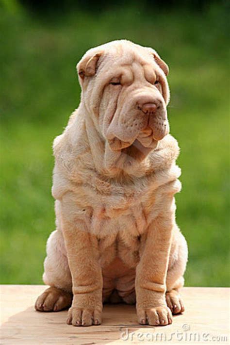 17 Best Images About Sharpei On Pinterest Shar Pei Puppies High Five