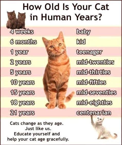 Find your cat's human age in years with this free calculator. How Old Is Your Cat in Human Years? | Cat