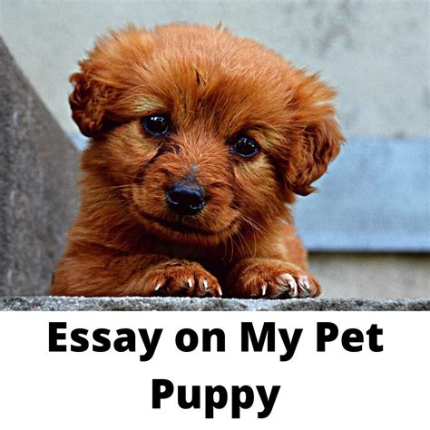 Essay on My Pet | My Favorite Pet Essay For Students
