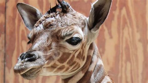 San Francisco Zoo Welcomes Baby Giraffe Abc7 Los Angeles