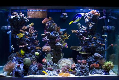 Full Tank Shot 7262009 My 150 Gallon Reef Aquarium My Re Flickr