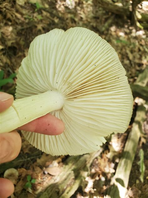 Types Of Mushrooms In Ohio Morel Mushroom Hunting Season