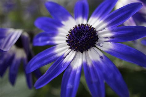 Find over 100+ of the best free flower photography images. 5 free micro photography image download flower