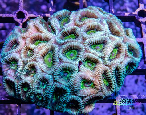 Favia Coral Lps Favia Colony 7cm Wysiwygn Zeo Box Reef Aquaculture