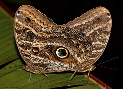 Owl Butterflies Have Large Eyespots On Their Hindwings Which Can