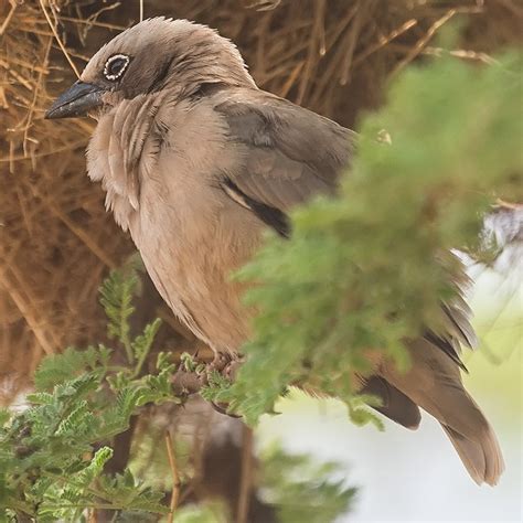 Bird Watching In Africa Grey Capped Social Weaver Pseudonigrita Arnaudi