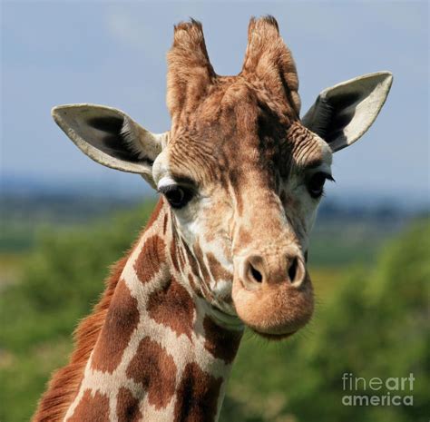 Giraffe Photograph Giraffe Head 5 By Ruth Hallam Giraffe Head