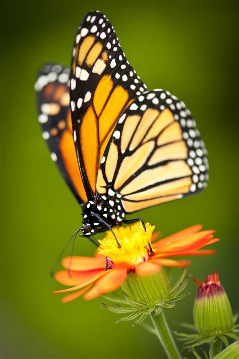 Macro Photo Of A Butterfly Resting On A Flower Butterfly On Flower