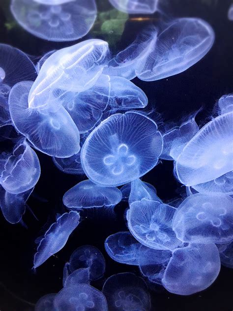 Free Images Flower Petal Mystery Biology Jellyfish Blue Coral