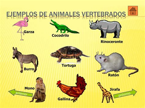 Ppt Los Animales Vertebrados Powerpoint Presentation Free Download