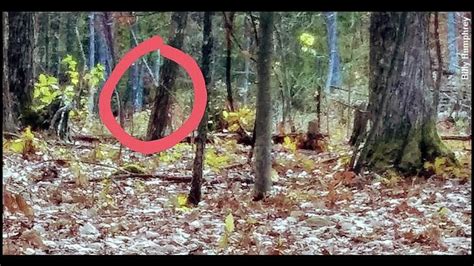 Bigfoot Photographed In West Virginia Coast To Coast Am New River