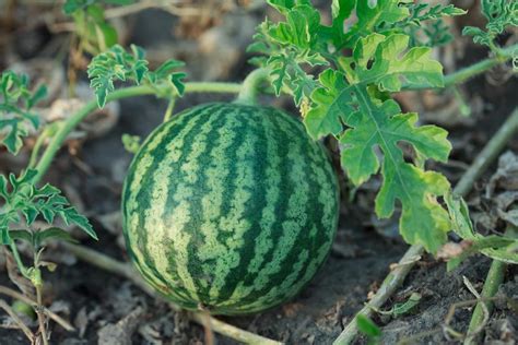 How To Grow Watermelons Organically Gardening And Home