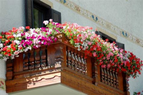 E' un arbusto con fiori grandi, di forma. Aprica: concorso "Balcone fiorito 2010" ad Ambrosini e all ...