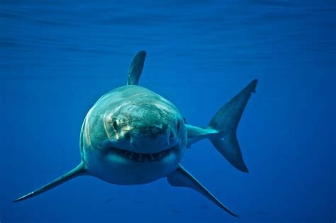 Pictures Of Baby Great White Sharks