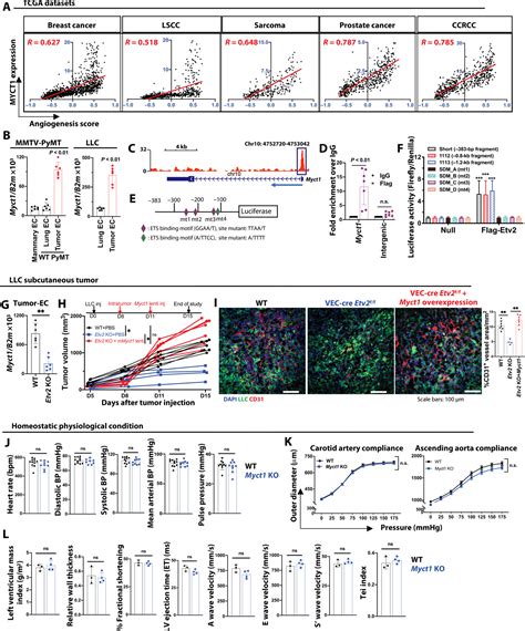 Dual Role Of Endothelial Myct In Tumor Angiogenesis And Tumor Immunity Science Translational