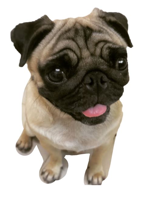Cute Pug Png Free Download Png All