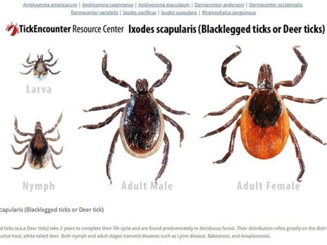 Tick Monitoring In Vermont