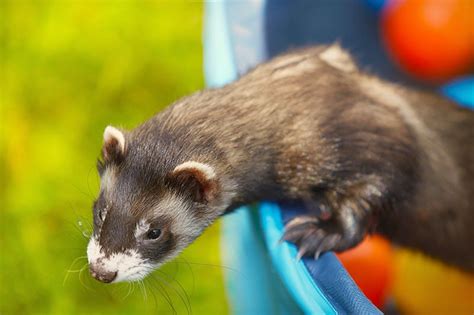 8 Diy Ferret Playground Ideas You Can Make At Home With Pictures Hepper