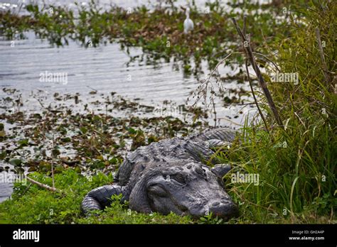 American Alligator Sitting Along The Shoreline Of A Swamp In