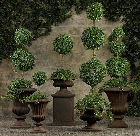 How To Grow Boxwood Topiary Decorating Ideas For Home And Patio