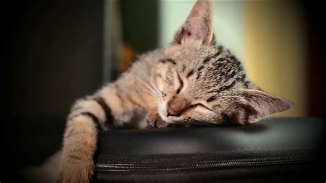 Cute Adorable Kitten Falling Asleep With Blues Music Youtube