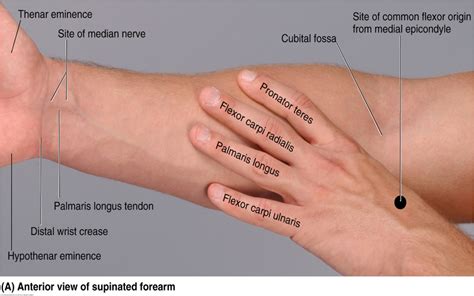 Digital flexor sheath is a synovial sheath which consists of membranous and retinacular parts. Print Muscles of the Forearm and Hand flashcards | Easy Notecards