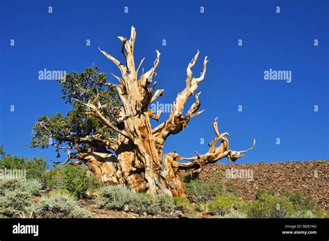 Bristlecone Pine Tree From The Bristlecone Pine Forest In The Inyo