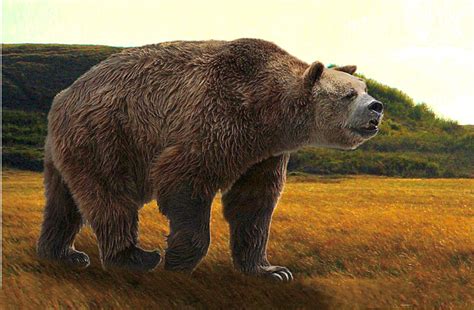Short Faced Bear Arctodus Simus Short Faced Bear Megafauna