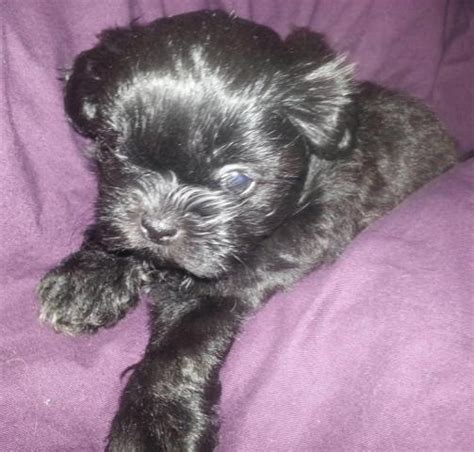The hoosier state only has a 34 percent pet ownership. Adorable Black Female CKC Shih Tzu Puppy for Sale in Terre Haute, Indiana Classified ...