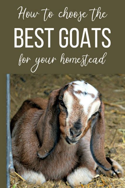 Choosing The Goat Breed That Meets Your Homesteads Needs In 2021