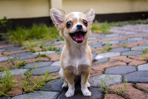 Chihuahuas 101 Temperament Personality And More Askvet