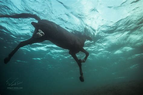 Horse Underwater Underwater Horses Underwater Photography