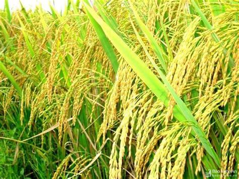 Hồ ngọc đức, dự án từ điển tiếng việt miễn phí (chi tiết). 9 loài cây lương thực chính của thế giới | Quốc tế | Báo ...