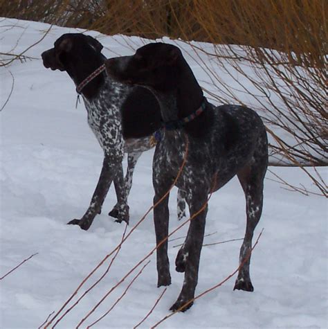German Shorthaired Pointer Breed Guide Learn About The German
