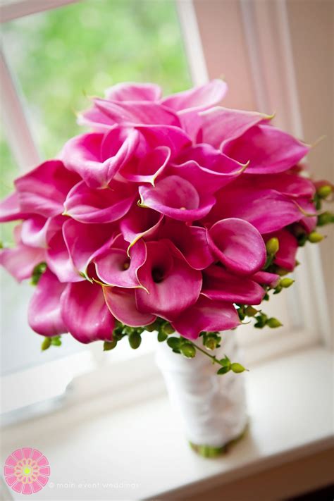 Classic Hot Pink Calla Lilies Designed By Golden Gate Studios Pink