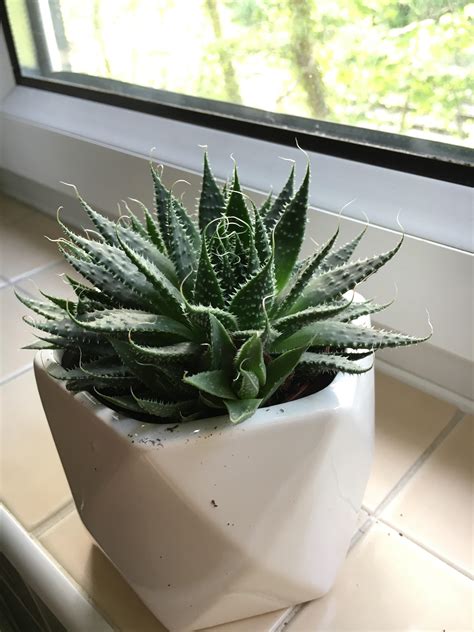 Bought Is Plant In Asda Labelled As ‘jurassic Plant Just Wondered If