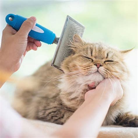 Pet Grooming In Oregon Wi 53575 Country View Veterinary Services Of
