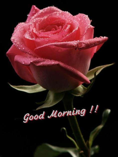 Good morning happy sunday images in hindi. Good morning | Beautiful flowers, Flowers, Beautiful roses