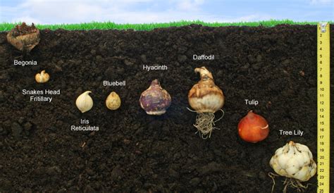 A flower bulb is composed of five major parts, according to the university of illinois extension. How to plant and grow bulbs, corms and tubers | Thompson ...