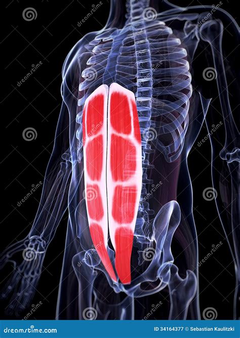 The abdominal muscles stock illustration. Illustration of muscles