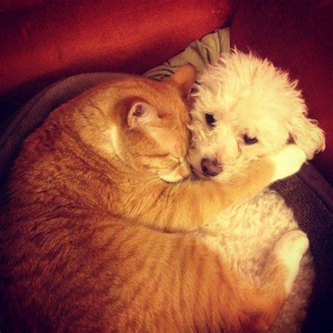 21 Cuddly Cat And Dog Best Friends To Make You Squee Rescue Puppies