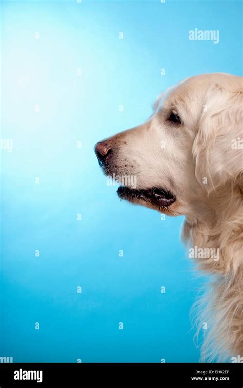 Golden Retriever Dog With Worried Expression Stock Photo Alamy