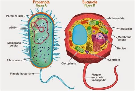 Care Este Diferența Dintre Celulele Eucariote și Procariotice